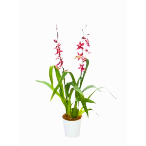 Orchidée Cambria Barrocco Rouge 2T - Pot De 12 Cm