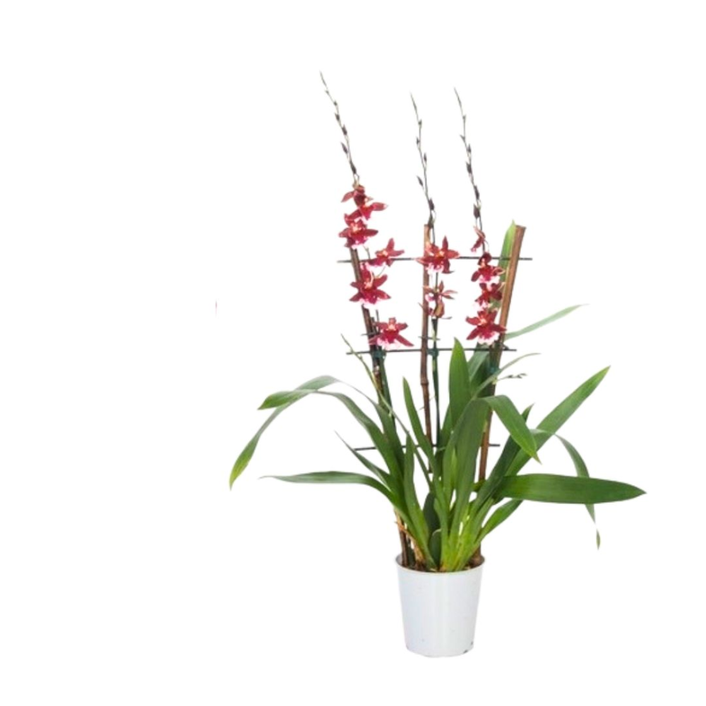 Orchidée Cambria Barrocco Rouge 3T Rek - Pot De 12 Cm