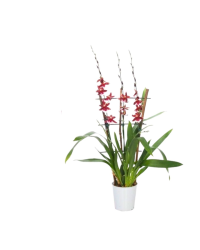 Orchidée Cambria Barrocco Rouge 3T Rek - Pot De 12 Cm