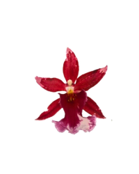 Orchidée Cambria Barrocco Rouge 3T Rek - Pot De 12 Cm