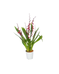 Orchidée Cambria Barrocco Rouge 5/6 T - Pot De 12 Cm