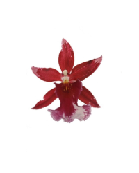 Orchidée Cambria Barrocco Rouge 5/6 T - Pot De 12 Cm