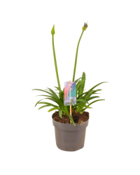 Agapanthe Charlotte - Pot De 17 Cm