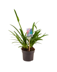 Agapanthe Charlotte - Pot De 13 Cm