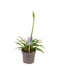 Agapanthe 'Charlotte'| Pot De 17 Cm