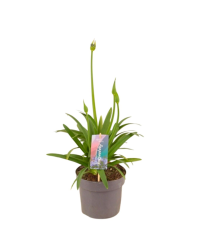 Agapanthe 'Charlotte'| Pot De 17 Cm