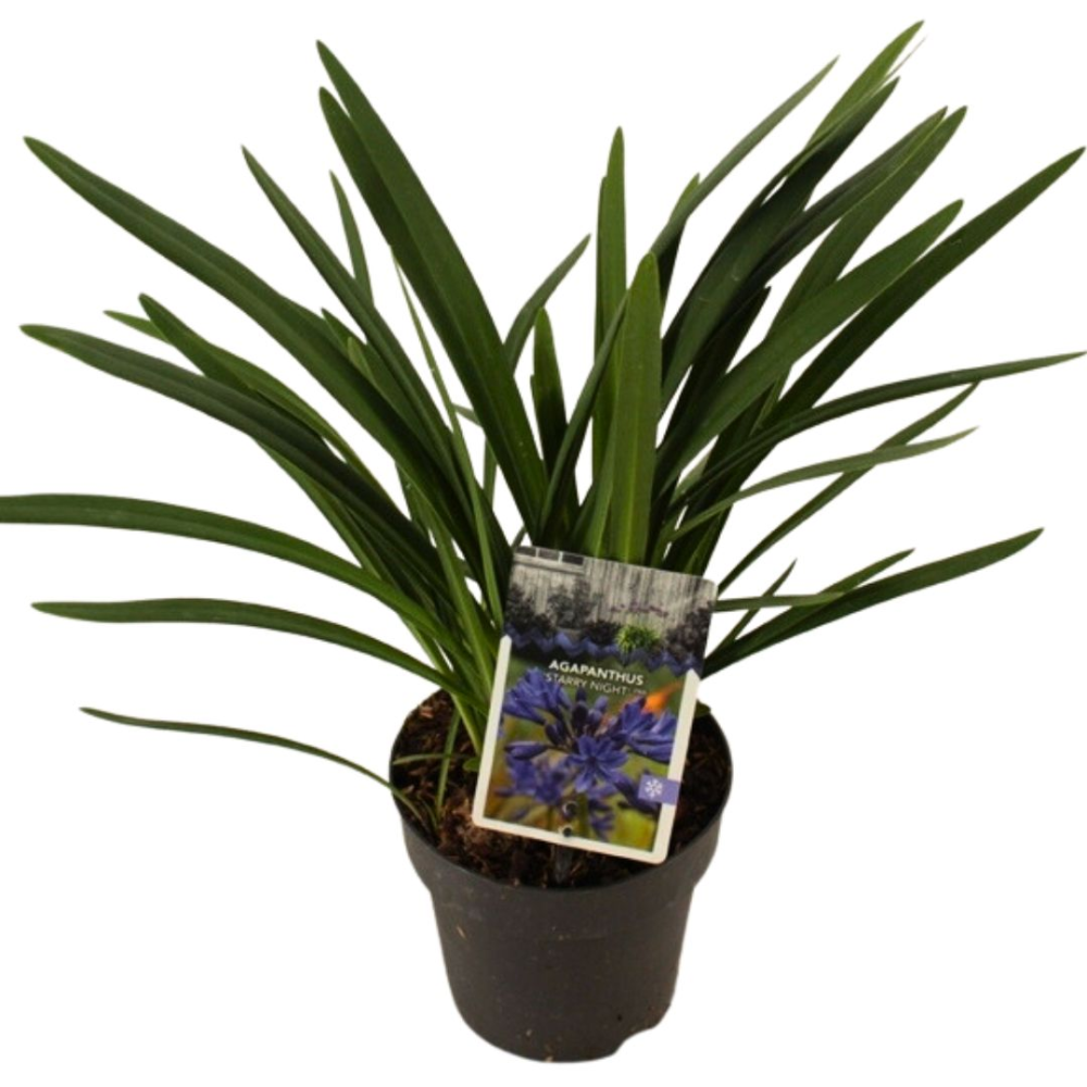 Agapanthe 'Nuit Étoilée' - Pot De 15 Cm