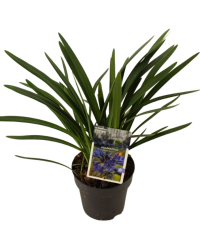 Agapanthe 'Nuit Étoilée' - Pot De 15 Cm