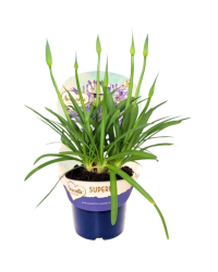 Agapanthe Superbe + Cache Pot - Pot De 17 Cm