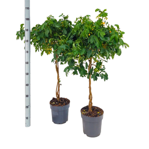 Cassia Sur Tige - Pot De 21 Cm