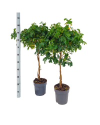 Cassia Sur Tige - Pot De 21 Cm