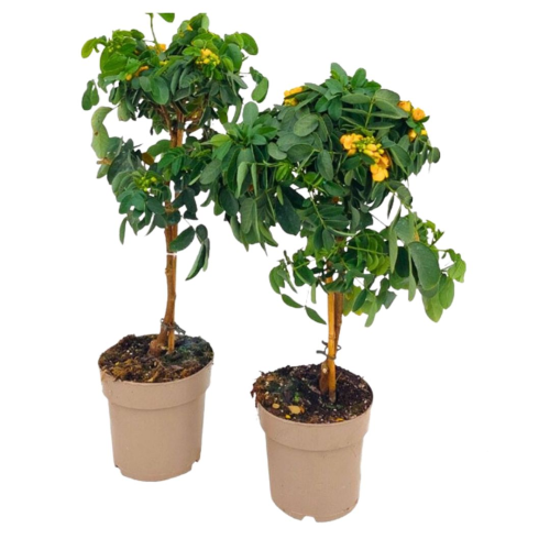 Cassia Sur Tige - Pot De 17 Cm