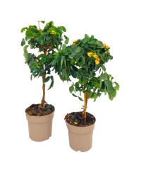Cassia Sur Tige - Pot De 17 Cm