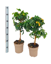 Cassia Sur Tige - Pot De 17 Cm