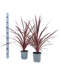 Cordyline Aus Red Star - Pot De 17 Cm