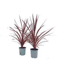 Cordyline Aus Red Star - Pot De 17 Cm