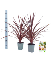 Cordyline Aus Red Star - Pot De 17 Cm