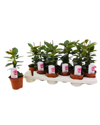 Dipladénia Rio Rose - Pot De 10,5 Cm