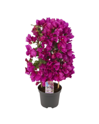 Bougainvillier Violet - Pot De 14 Cm