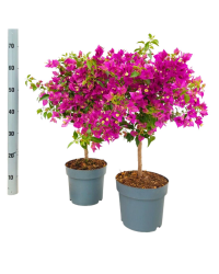 Bougainvillier Sabina Sur Tige - Pot De 21 Cm
