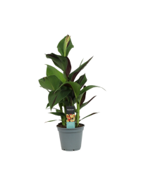 Canna Cléopâtre Decorum - Pot De 17 Cm