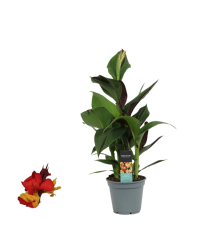 Canna Cléopâtre Decorum - Pot De 17 Cm