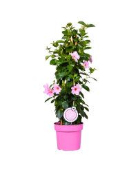 Dipladenia Sundaville Rose Piramide - Pot De 19 Cm