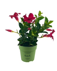Dipladenia Mandevilla Classique Rouge Buisson - Pot De 12 Cm
