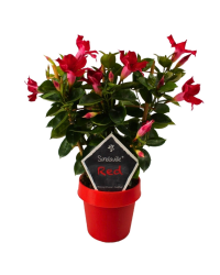 Dipladenia Mandevilla Classique Rouge Rek - Pot De 14 Cm