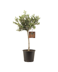 Olivier Sur Tige - Pot De 16 Cm