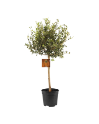 Olivier Sur Tige - Pot De 17 Cm