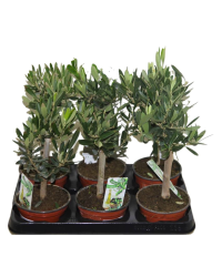 Olivier Tige - Pot De 21 Cm