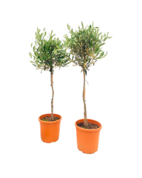Olivier Tige - Pot De 21 Cm