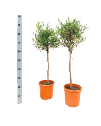 Olivier Tige - Pot De 21 Cm