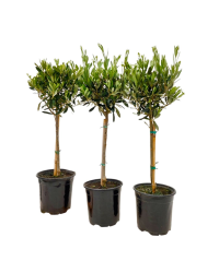 Olivier Tige - Pot De 17 Cm