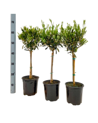 Olivier Tige - Pot De 17 Cm