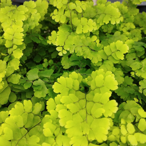 Adiantum Rad Fritz-Luthi - Pot De 8,5 Cm