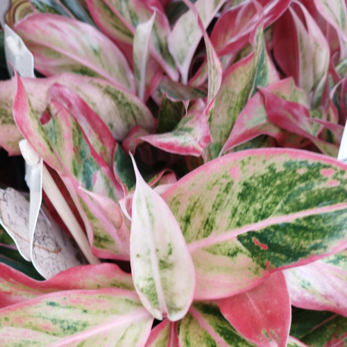 Aglaonema Orange Étoile - Pot De 12 Cm