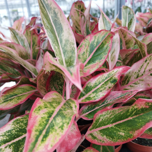 Aglaonema Orange Étoile - Pot De 12 Cm