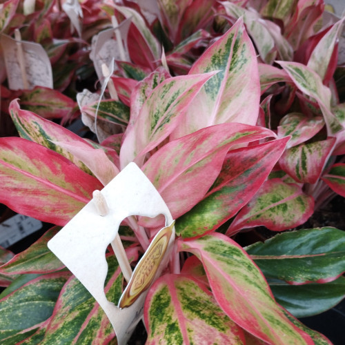 Aglaonema Orange Étoile - Pot De 12 Cm