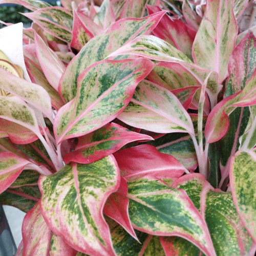 Aglaonema Orange Étoile - Pot De 12 Cm