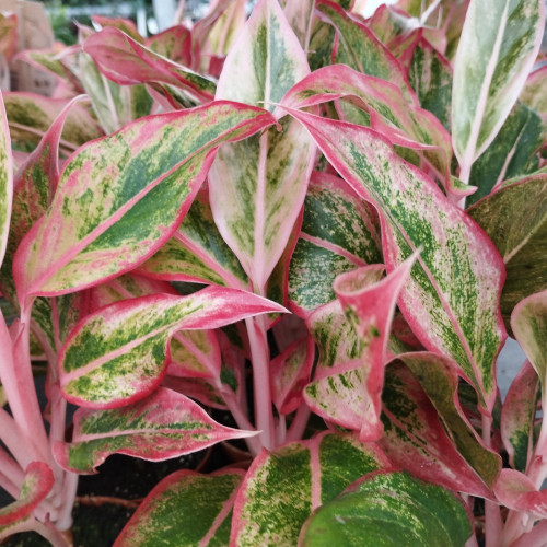 Aglaonema Orange Étoile - Pot De 12 Cm