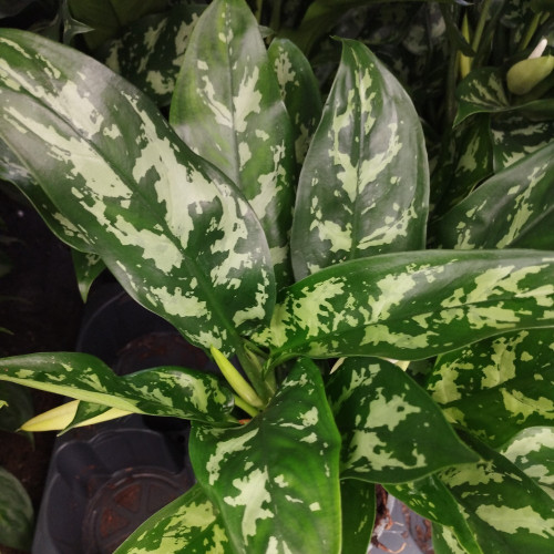 Aglaonema Coutelas - Pot De 12 Cm