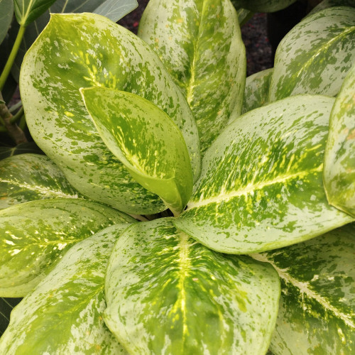 Aglaonema Étoile Blanche - Pot De 12 Cm