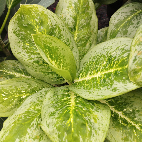 Aglaonema Étoile Blanche - Pot De 12 Cm