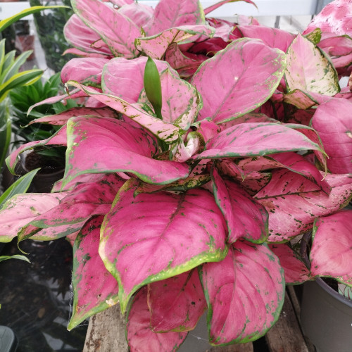 Aglaonema Soleil Etoile - Pot De 17 Cm