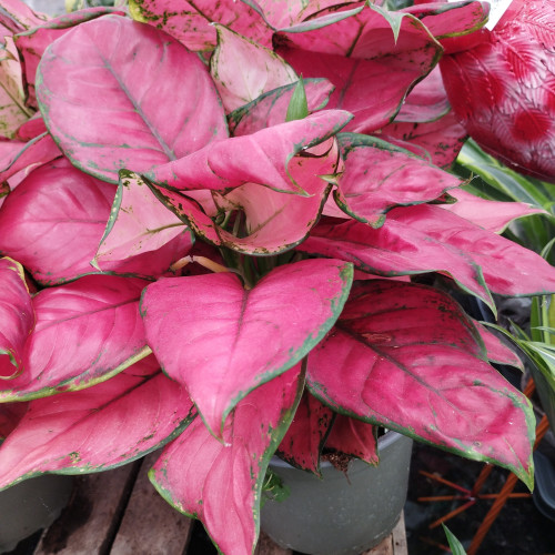 Aglaonema Soleil Etoile - Pot De 17 Cm