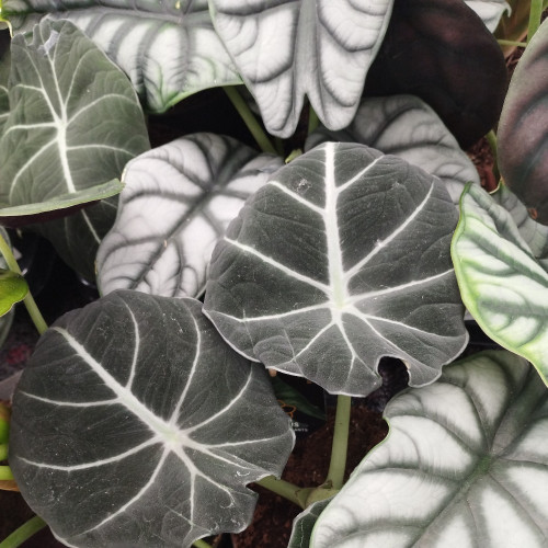 Alocasia Amazonica Naïn - Pot De 14 Cm