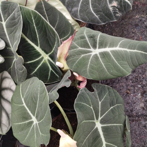 Alocasia Amazonica Naïn - Pot De 14 Cm