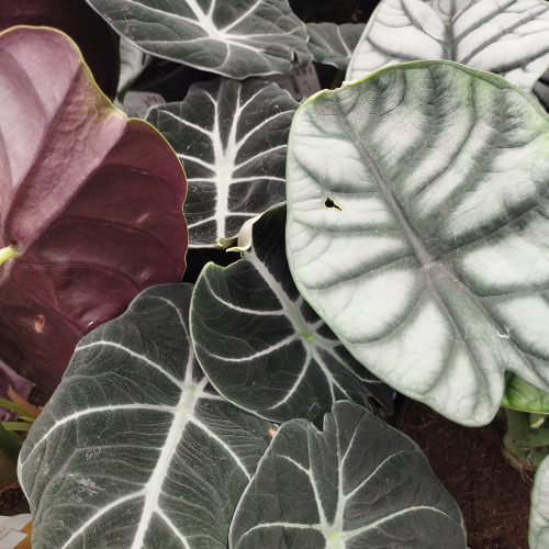 Alocasia Dragon D'Argent - Pot De 12 Cm